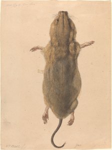 Een veldmuis, van bovenaf