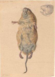 Een veldmuis, van onderen door Johann Rudolph Schellenberg