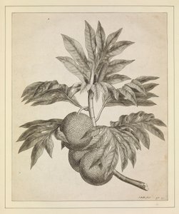 Een tak van de broodvruchtboom door Johann Sebastien Muller