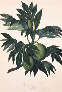 Een tak van de broodvruchtboom met vrucht, ca. 1773 (gravure) door Johann Sebastien Muller