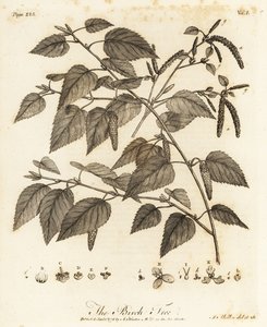Betula pubescens door Johann Sebastien Muller