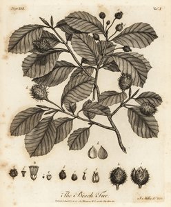 Europese beuk of gewone beuk, Fagus sylvatica door Johann Sebastien Muller