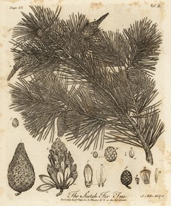 Grove den, Pinus sylvestris