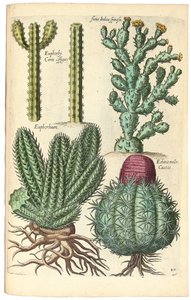 Cactussen, 1641
