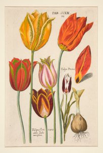 Florilegium novum, hoc est Variorum Maximeque Radiorum Florum ac Plantorum (Bloemenplaat); (Tulpen); uit een set van 81 platen