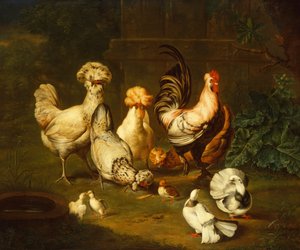 Pluimvee in een landschap