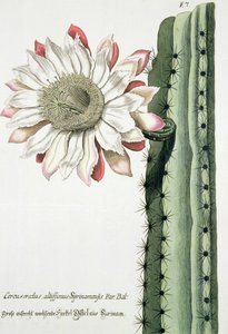 Cereus Erectus Altissimus Syrinamensis uit Phythanthoza Iconographica gepubliceerd in Duitsland, 1737-45 door Johann Wilhelm Weinman