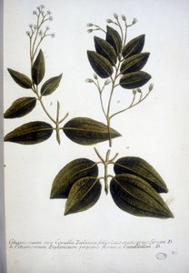 Cinnamomum Zeylanicum (Ceylon kaneelboom) - Gravure van het Herbarium door J.W. Weinmann in 1737 door Johann Wilhelm Weinman
