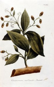Kaneel - in Herbier door J. W. Weinmann