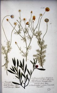 Verschillende soorten Chamaemelum (kamille) - In herbarium door J.W. Weinmann in 1737