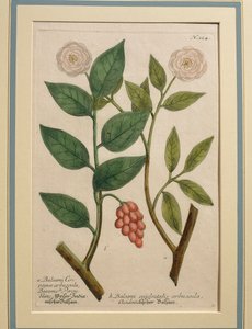 Balsami occidentalis arbuscula, gekleurde gravure door Johann Wilhelm Weinmann