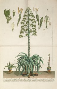 Gegraveerde en mezzotint plaat van Aloe Americana folio Mucronato, ca. 1735-1737 door Johann Wilhelm Weinmann