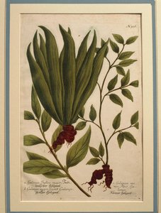 Grote Galanga (Alpinia galanga), Galanga Indica major en Galanga major, gekleurde gravure door Johann Wilhelm Weinmann