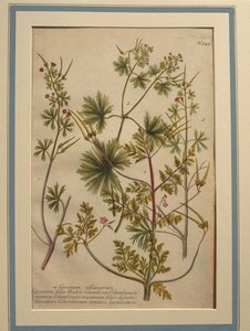 Robertskruid (Geranium robertianum), gekleurde gravure door Johann Wilhelm Weinmann