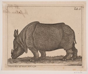 Een neushoorn door Johanna Fosie