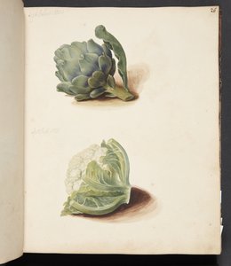 Studie van artisjok en bloemkool door Johanna Fosie