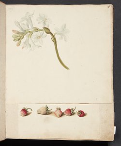 Studie van Bloem en Aardbei door Johanna Fosie