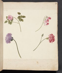 Studie van bloemen door Johanna Fosie