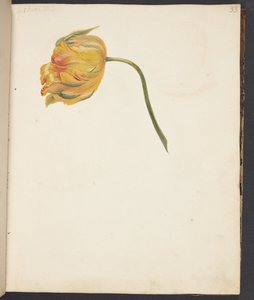 Studie van een gele tulp