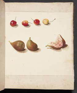 Studie van Kersen en Vijgen