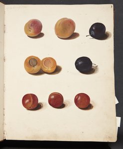 Studies van pruimen door Johanna Fosie