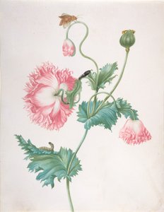 Een Papaver in Drie Stadia van Bloei, met een Rups, Pop en Vlinder, laat 17e-begin 18e eeuw