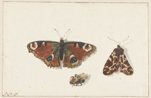 Vlinder, mot en hommel door Johannes Bronkhorst