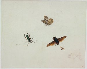 Vier insecten, eind 17e eeuw door Johannes Bronkhorst