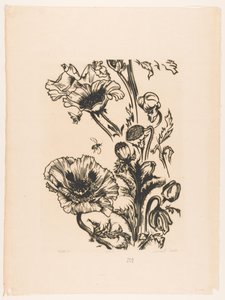 Studie papavers door Johannes Frederik Engelbert ten Klooster (signed by artist)