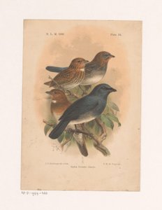 Vier vogels op een tak door Johannes Gerardus Keulemans