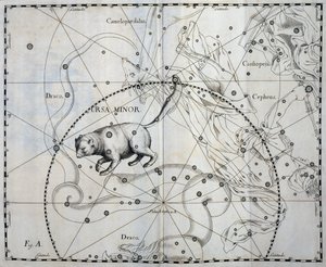 Kleine Beer, Boreale constellatie van de Kleine Beer, gravure uit sterrenatlas Firmamentum Sobiescianum sive Uronographia, door Johann Hevelius door Johannes Hevelius