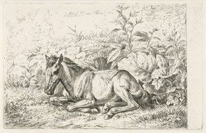 Liggend paard voor enkele planten