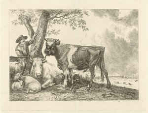 Stier en boer