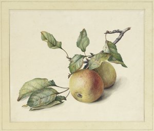 Twee appeltjes aan een tak