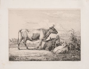 Koeien in het veld