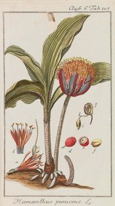 Auswahl schöner und seltener Gewächse, 1795-1798 door Johannes Zorn
