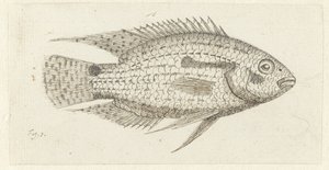 Tropische vis Chromis epse