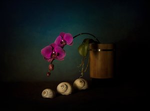 Stilleven met paarse orchideeën