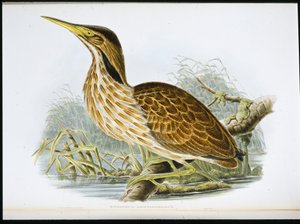 Amerikaanse roerdomp (Botaurus Lentiginosus)