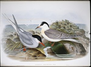 Noordse stern (Sterna Macrura) door John (after) Gould