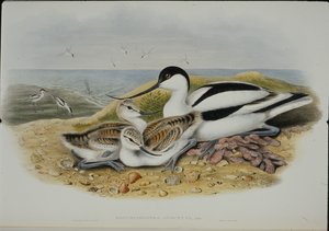 Kluut (Recurvirostra Avocetta) door John (after) Gould