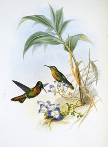Gebandeerde robijn (Clytolaema Aurescens)
