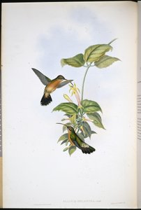 Zwartstaartheremiet door John (after) Gould