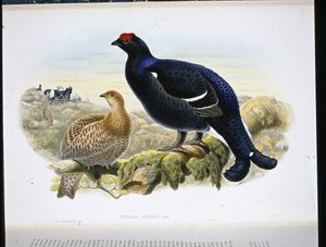 Korhoen (Tetrao Tetrix)