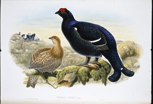 Korhoen (Tetrao Tetrix)
