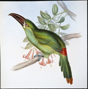 Bloedstuit groefsnavel toekan (Aulacoramphus Haematopygius) door John (after) Gould