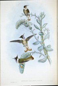 Blauwkeelhelmkuif door John (after) Gould