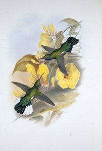 Blauwkeel Sabelvleugel door John (after) Gould