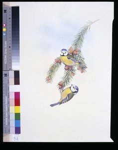 Pimpelmees (Parus Caeruleus) door John (after) Gould