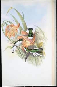 Braziliaanse Fee (Heliothrix Auriculatus)